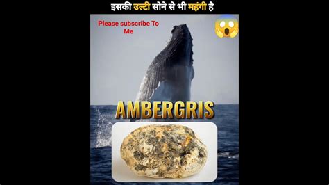 ambergriz|Ambergris, The Whale Vomit Thats More Valuable Than Gold